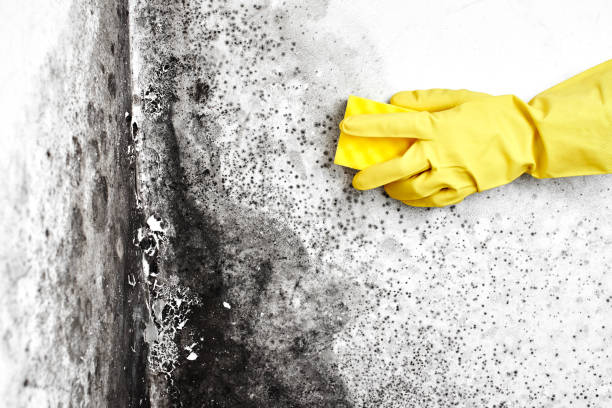 Flemington, PA Mold Removal Company